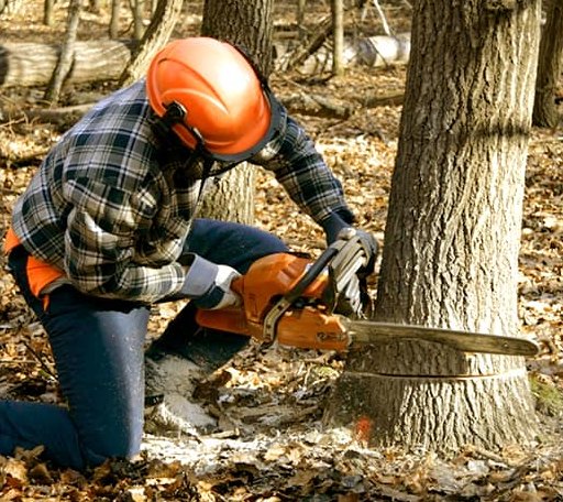 Tree Removal in Stockholm, ME